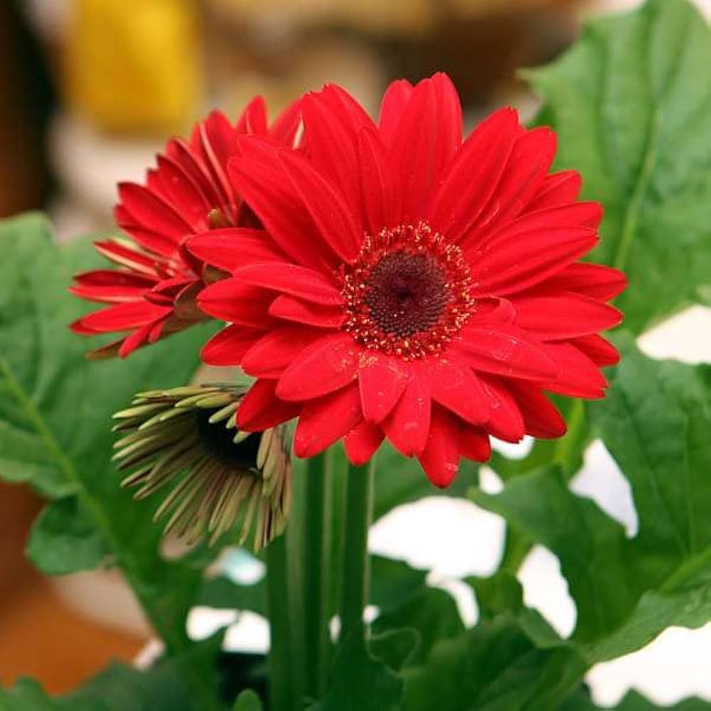 gerbera for flower seeds
