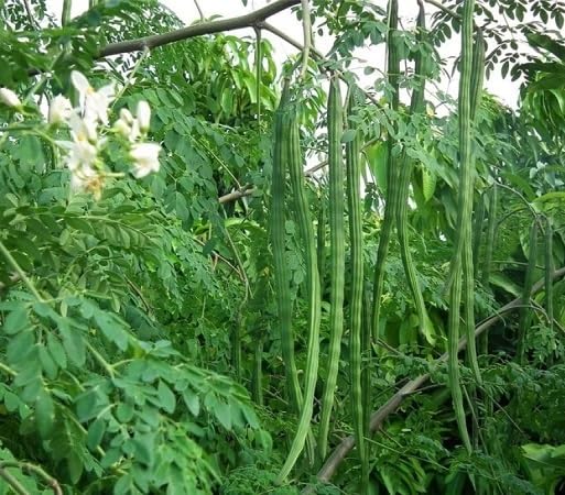 Drumstick Seeds – Heirloom, Non-GMO, High Germination Organic Garden Seeds Planting