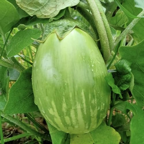 Green Brinjal Seeds – Heirloom, Non-GMO, High Germination Organic Garden Seeds Planting