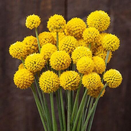Yellow Craspedia Flower Seeds – Heirloom, Non-GMO, High Germination Organic Garden Seeds