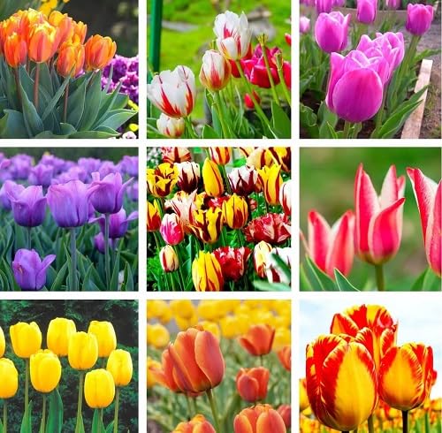 mixed tulip flower seeds
