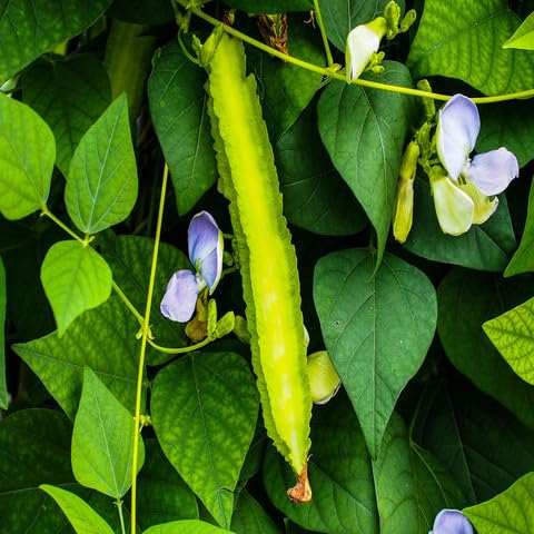 Winged Bean Seeds – Heirloom, Non-GMO, High Germination Organic Garden Seeds Planting