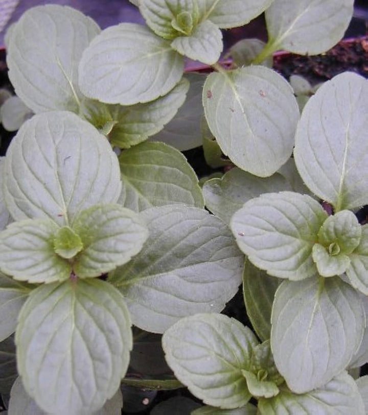 White Peppermint Vegetable Plant Seeds – Heirloom, Non-GMO, High Germination Seeds