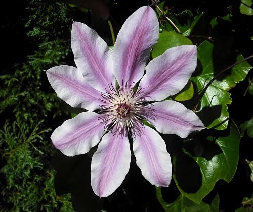 Clematis Flower Seeds Violet – Heirloom Non-GMO High Germination Organic Garden Seeds