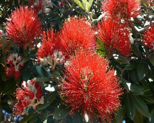 red pohutukawa flower seeds
