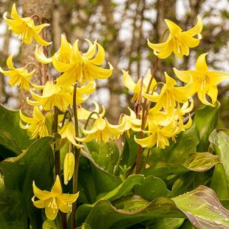Yellow Erythronium Pagoda Flower Seeds – Heirloom Non-GMO High Germination Organic Seeds