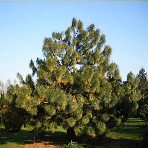 green pinus flower seeds