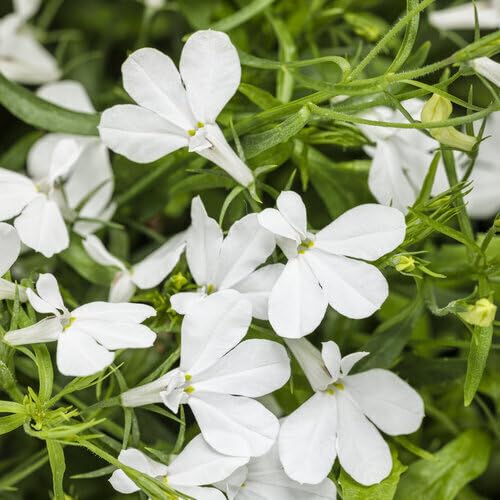Lobelia Regatta Flower Seeds White For Growing Heirloom Non-GMO High Germination Organic Garden Seeds