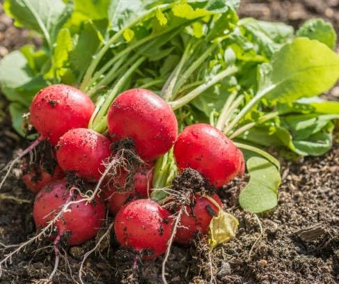Red Radish Seeds – Heirloom, Non-GMO, High Germination Organic Garden Seeds Planting