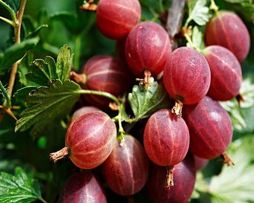 Red Gooseberry Seeds – Heirloom, Non-GMO, High Germination Organic Garden Seeds
