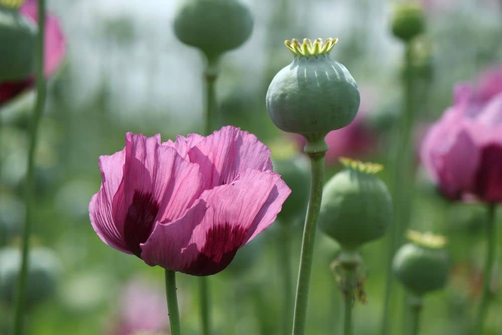 blooming poppy flower seeds