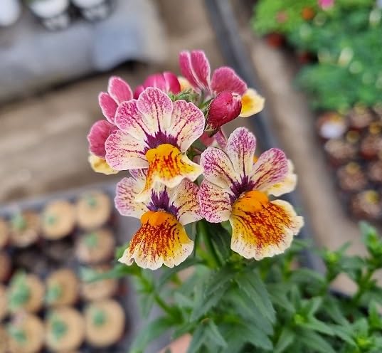 pinkwhitenemesiaflowerheirloomnongmo flower seeds
