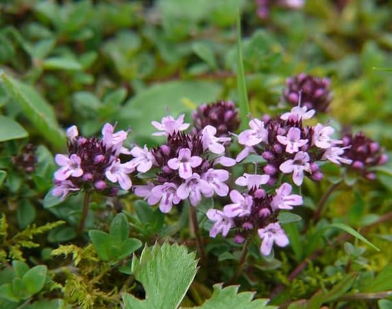 Creeping Thyme Flower Seeds Heirloom Non-GMO High Germination Organic Garden Seeds