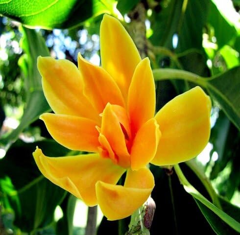 Yellow Ylang Flower Seeds for Planting | Heirloom Non-GMO High Germination Organic