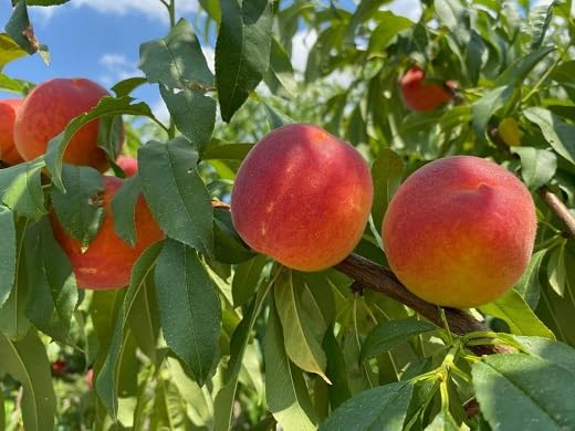 Red Nectarine Seeds – Heirloom, Non-GMO, High Germination Organic Garden Seeds