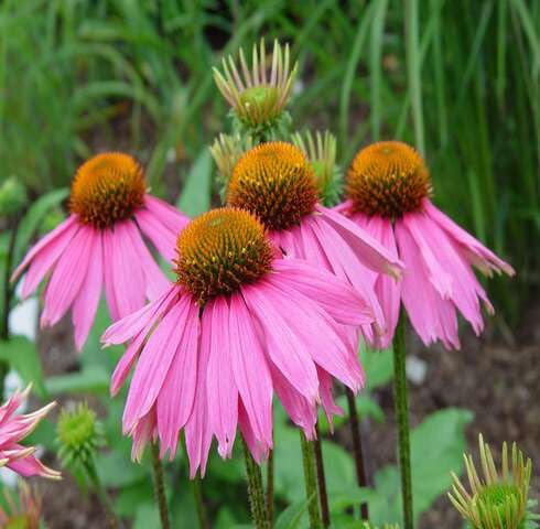 Pink Echinace Flower Seeds Heirloom Non-GMO High Germination Organic Garden Seeds for Planting