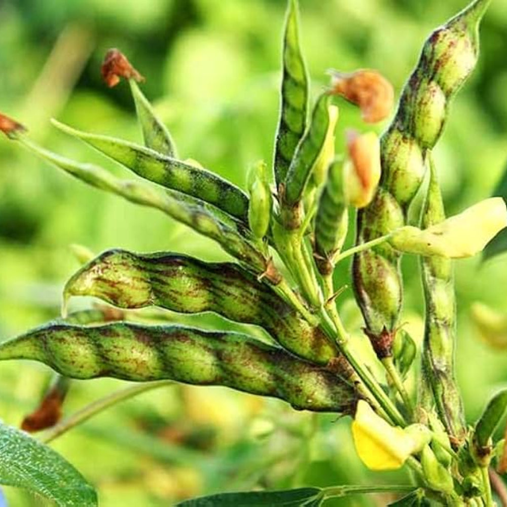 organic gandules flower seeds