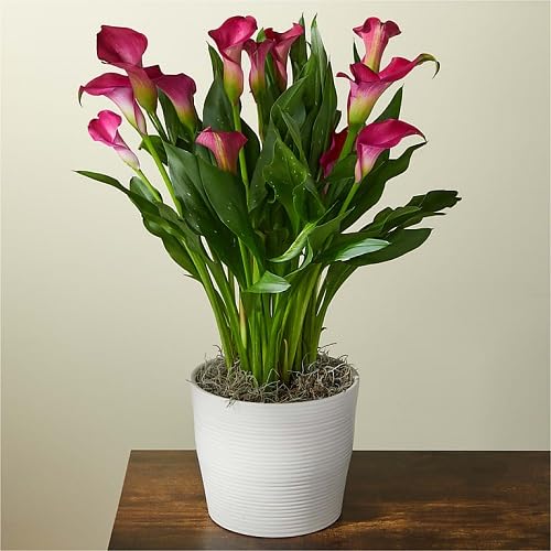 Pink Zantedeschia Flowers Seeds – Heirloom, Non-GMO, High Germination Organic Garden Seeds for Planting Seeds for Planting