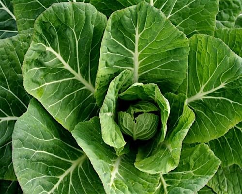 Grüner Krauskohl – Alte Sorte, gentechnikfrei, keimfreudig, Bio-Gartensamen zur Pflanzung