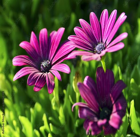Purple Omeris Flower Seeds Heirloom Non-GMO High Germination Organic Garden Seeds for Planting