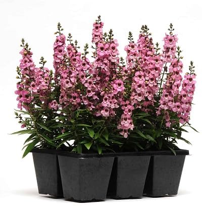 Pink Angelonia Serena Flower Seeds for Planting – Heirloom, Non-GMO, High Germination Organic Garden Seeds
