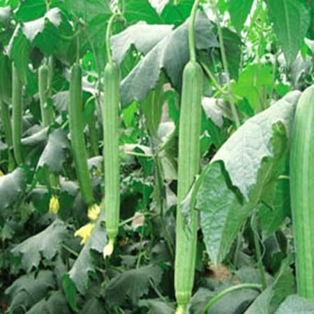 Luffa Gourd Seeds – Heirloom, Non-GMO, High Germination Organic Garden Seeds Planting