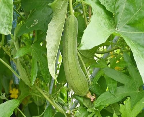 Loofah Gourd Seeds – Heirloom, Non-GMO, High Germination Organic Garden Seeds Planting