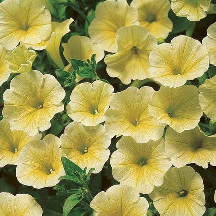 Yellow Petunia Flowers Seeds – Heirloom, Non-GMO, High Germination Organic Garden Seeds for Planting