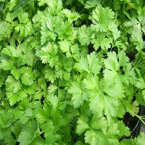 Green Coriander Seeds – Heirloom, Non-GMO, High Germination Organic Garden Seeds Planting