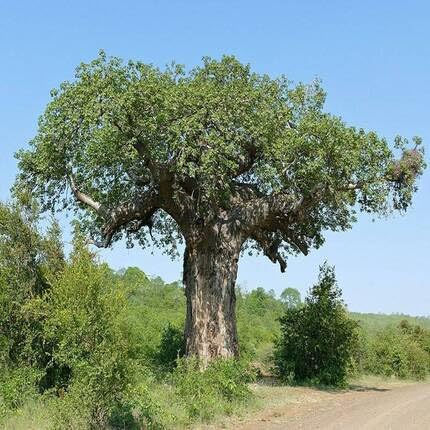 green baobab flower seeds