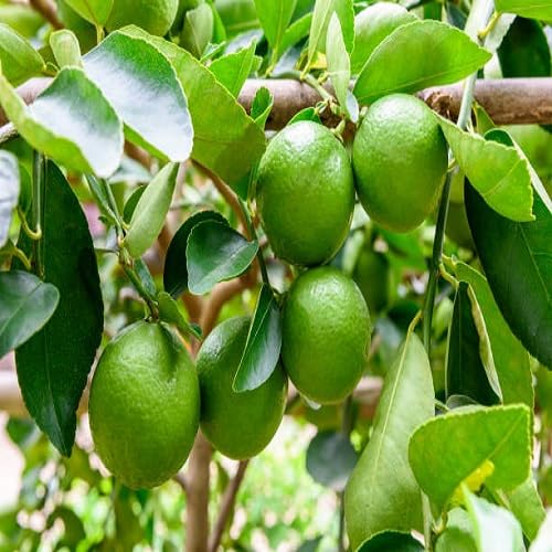 Green Lemon Seeds – Heirloom, Non-GMO, High Germination Organic Garden Seeds