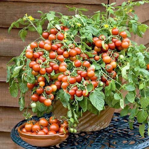 Cherry Tomato – Heirloom, Non-GMO, High Germination Organic Garden Seeds Planting