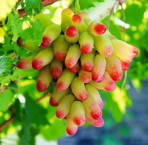Green Red Finger Grape Seeds Heirloom Non-GMO High Germination Organic Garden Seeds for Planting
