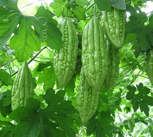 Green Bitter Gourd Seeds – Heirloom, Non-GMO, High Germination Organic Garden Seeds Planting