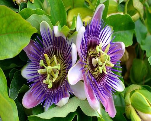Passion Flower Seeds – Heirloom, Non-GMO, High Germination Organic Garden Seeds for Planting
