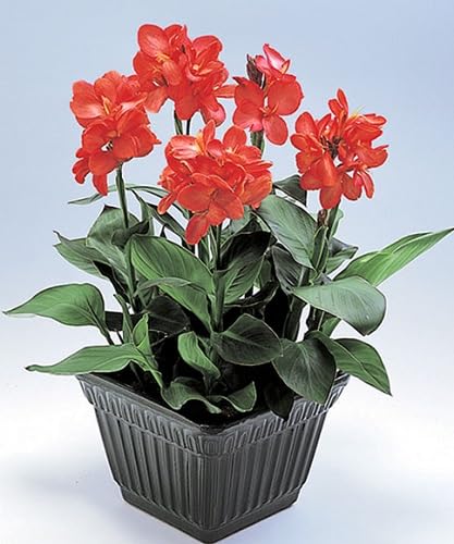 Canna Flower Seeds – Heirloom, Non-GMO, High Germination Organic Garden Seeds for Planting