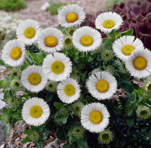 White Erigeron Flower Seeds Heirloom Non-GMO High Germination Organic Garden Seeds for Planting