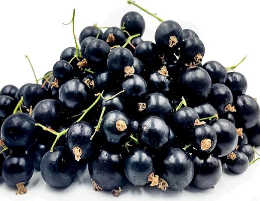 Black Currant Seeds – Heirloom, Non-GMO, High Germination Organic Garden Seeds