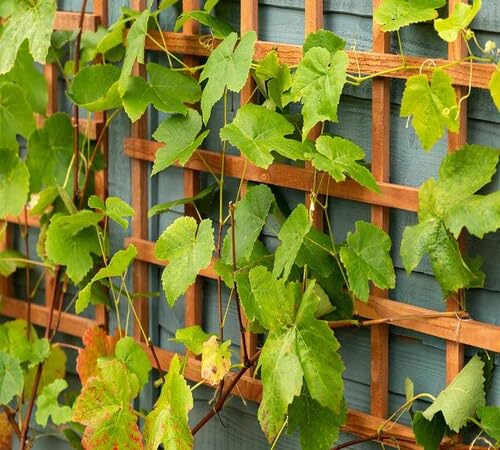 Green Grape Plant Seeds – Heirloom, Non-GMO, High Germination Organic Garden Seeds