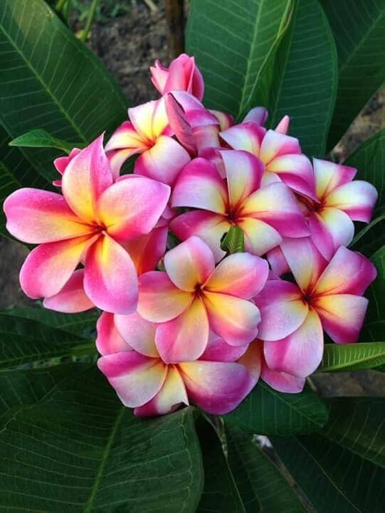 Freesia Flower Seeds Pink – Heirloom Non-GMO High Germination Organic Garden Seeds