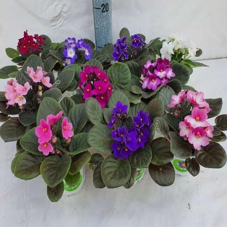 saintpaulia flower heirloom non-gmo seeds