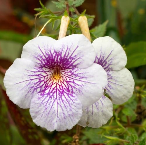 White Achimenes Flower Seeds Heirloom Non-GMO High Germination Organic Garden Seeds