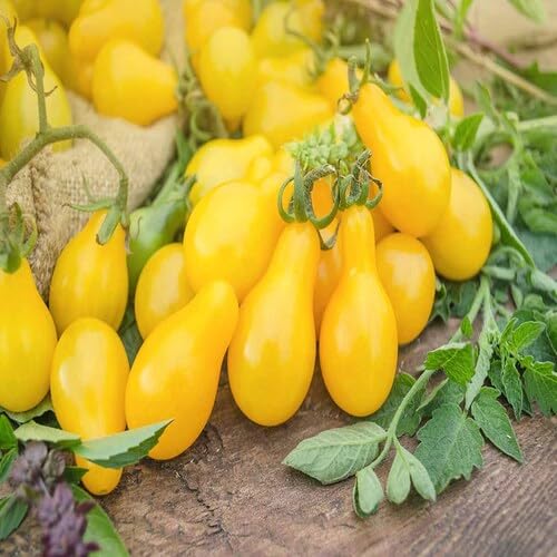 Semillas de tomate amarillo – Herencia, sin OGM, alta germinación Semillas de jardín orgánicas para plantar