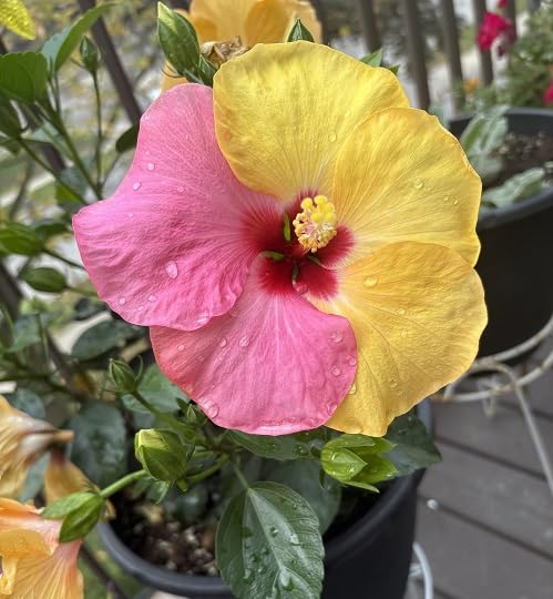 Gelb-Rosa Hibiskus Blumensamen – Alte Sorte gentechnikfrei Samen mit hoher Keimrate