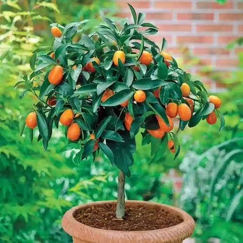 Orange Tree Seeds – Heirloom, Non-GMO, High Germination Organic Garden Seeds