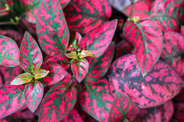 Perennial Hypoestes Flower Seeds for Planting – Heirloom Non-GMO Organic Garden Seeds High Germination