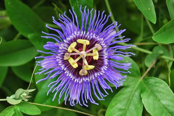 Purple Passion Flower Seeds Heirloom Non-GMO High Germination Organic Garden Seeds for Planting