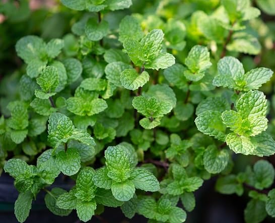 Green Mint Plant Seeds Heirloom Non-GMO High Germination Organic Garden Seeds for Planting