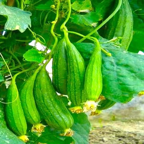 Schwammschwammsamen – Alte Sorte, gentechnikfrei, keimstark, Bio-Gartensamen zur Pflanzung