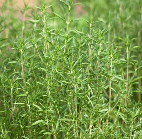 green ps flower seeds